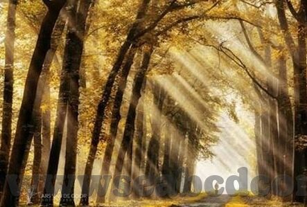 日韩精品人妻系列av片-日韩文化中的家庭情感探索，从日韩精品人妻系列看情感与伦理的交织